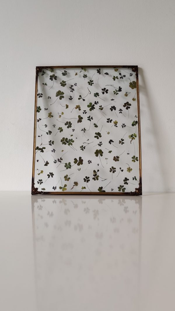 CLOVER (XL) - Afbeelding 2