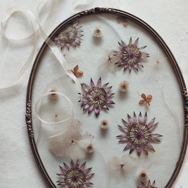 OVAL ASTRANTIA (XL)