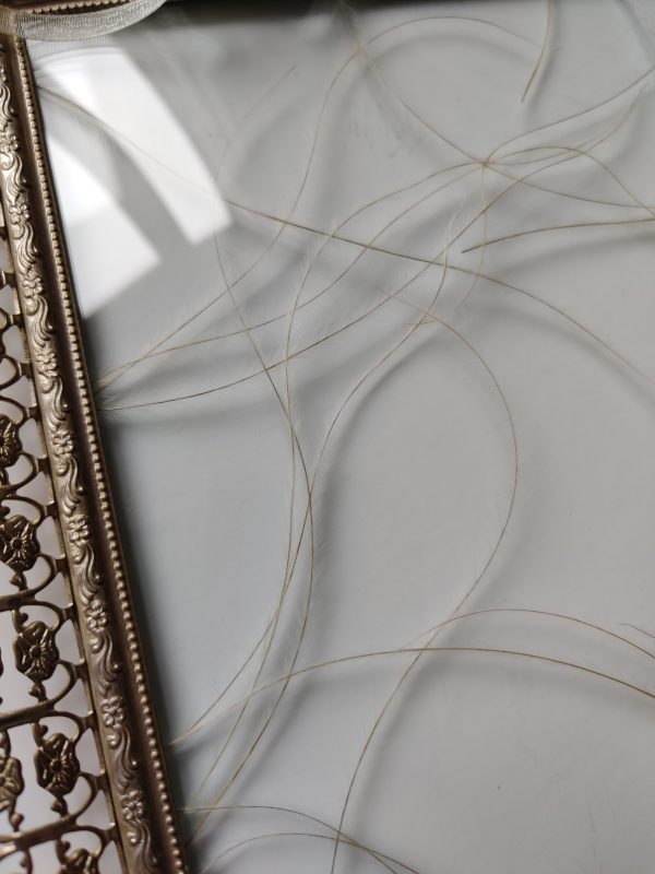 STIPA (L) - Afbeelding 4