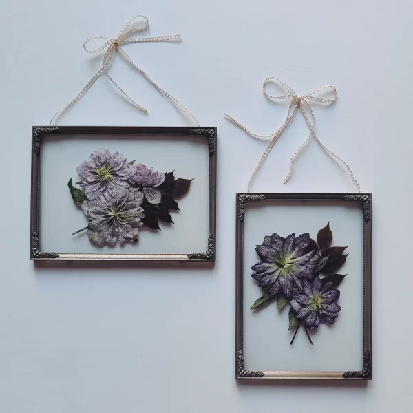 HELLEBORUS SET