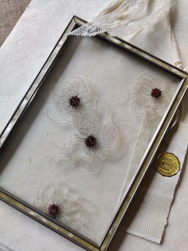 CLEMATIS VITALBA (S) - Afbeelding 3