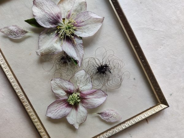 GOLDEN HELLEBORUS (M) - Afbeelding 2