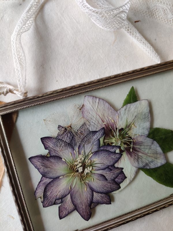 HELLEBORE (S) - Afbeelding 2