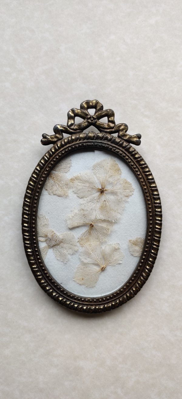 HYDRANGEA SKELETONS (S)