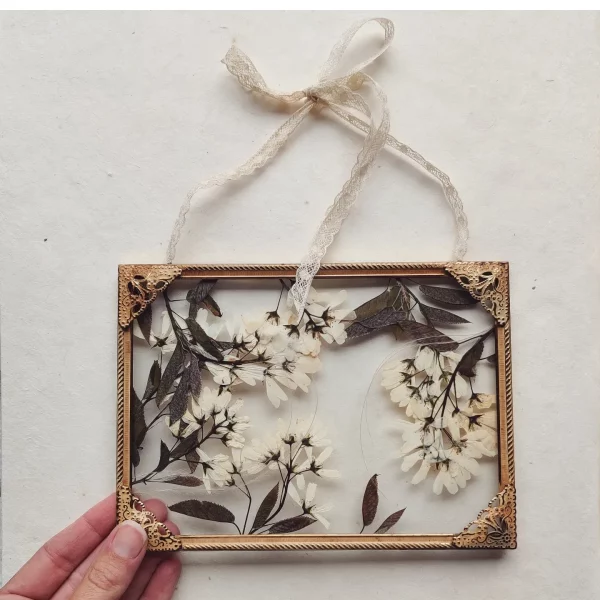 AMELANCHIER LAEVIS (M)