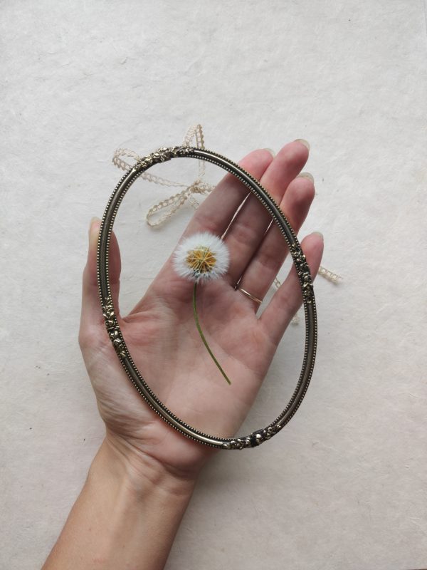 OVAL SONCHUS ASPER (S) - Afbeelding 3