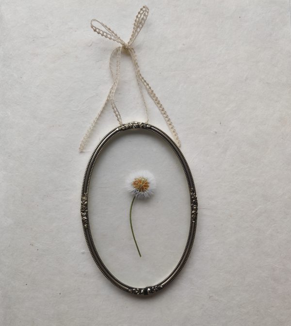 OVAL SONCHUS ASPER (S) - Afbeelding 2