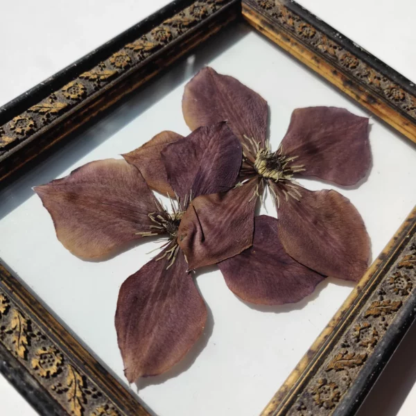 ANTIQUE CLEMATIS (M) - Afbeelding 2