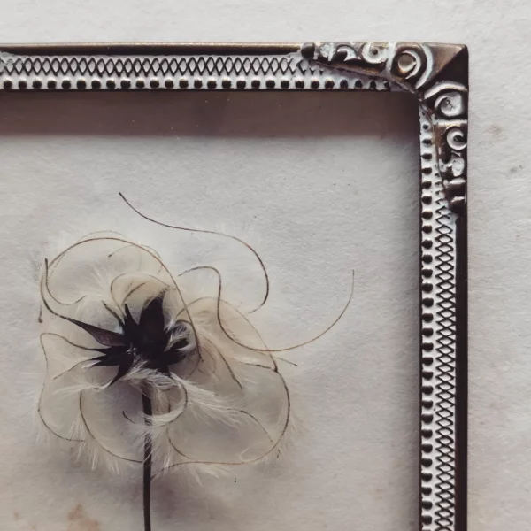 GOLDEN CLEMATIS SEED (XS) - Afbeelding 2