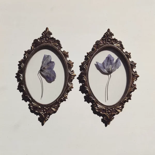 CLEMATIS SET (S)