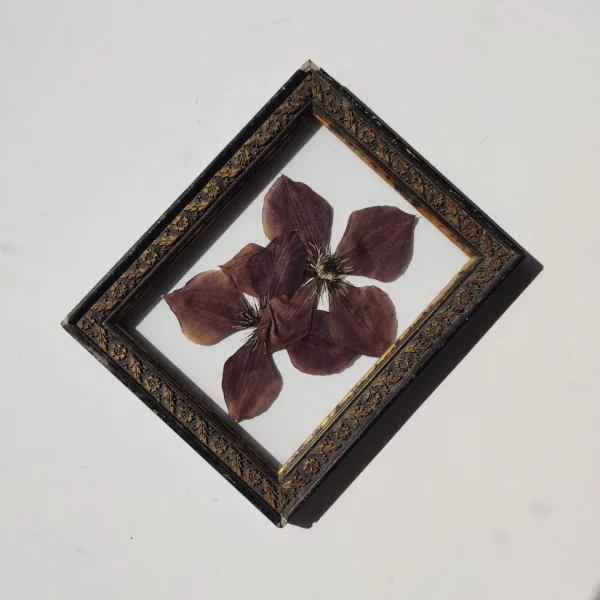 ANTIQUE CLEMATIS (M)