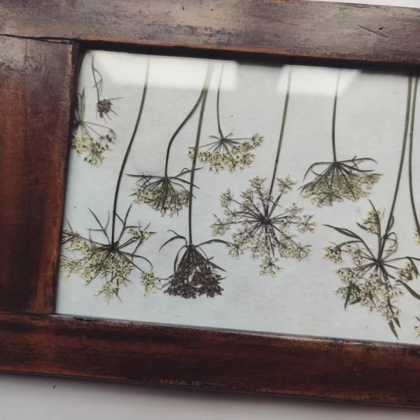 DAUCUS CAROTA (M) - Afbeelding 3