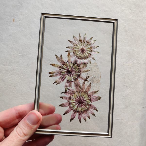TRIPLE ASTRANTIA (S)
