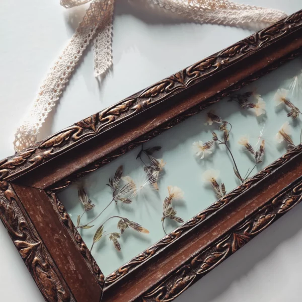 SILENE LATIFOLIA (L) - Afbeelding 3