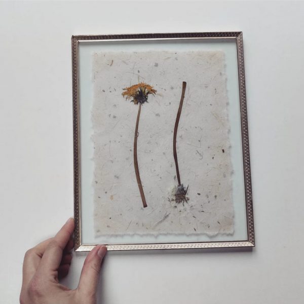 STAGES OF DANDELION (L)