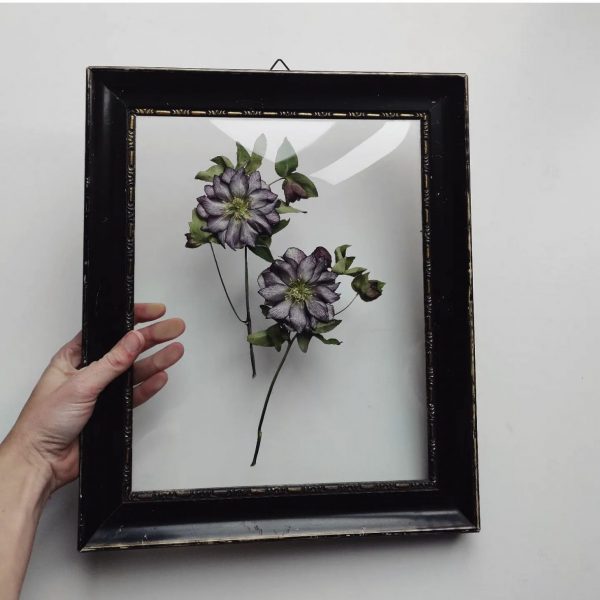 DRIED HELLEBORE (XL) - Afbeelding 2