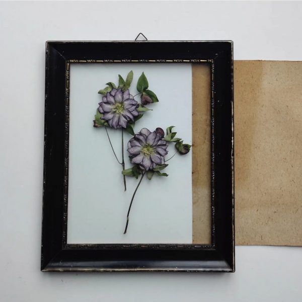 DRIED HELLEBORE (XL)