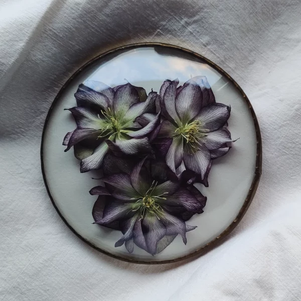 FRENCH ANTIQUE HELLEBORE (M)