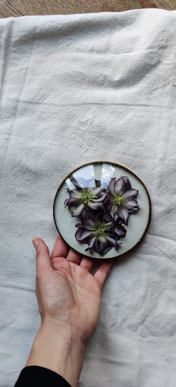 FRENCH ANTIQUE HELLEBORE (M) - Afbeelding 2