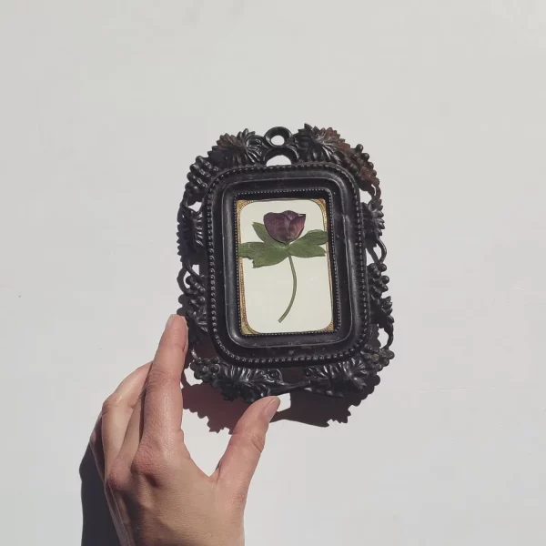 ANTIQUE HELLEBORE (S)