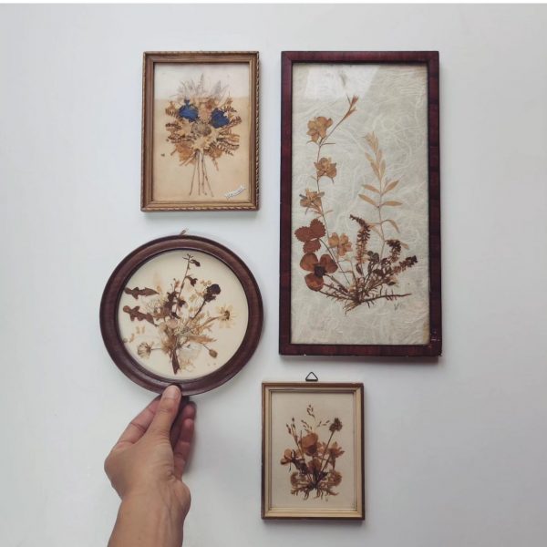OLD PRESSED FLOWER COLLECTION