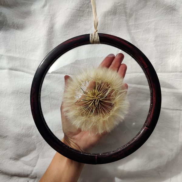 PAPPUS (L) - Afbeelding 2