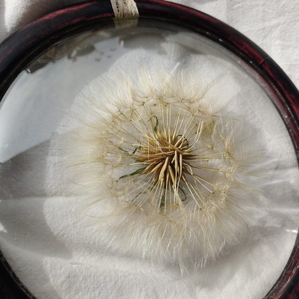 PAPPUS (L) - Afbeelding 3
