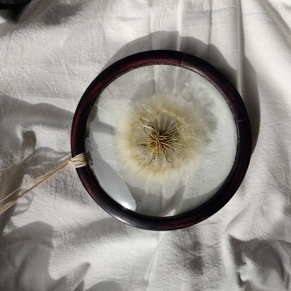 PAPPUS (L) - Afbeelding 4