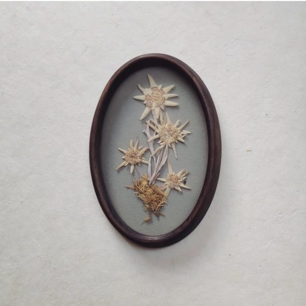 EDELWEISS FRAME