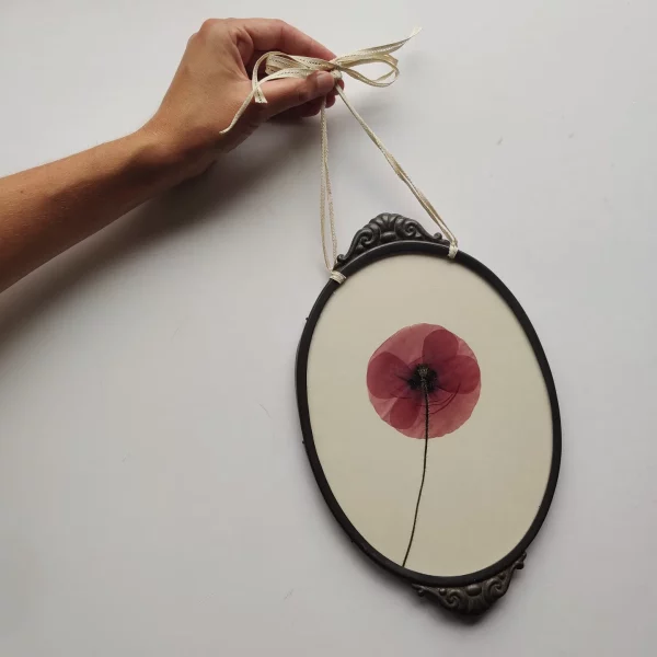DELICATE POPPY (L)