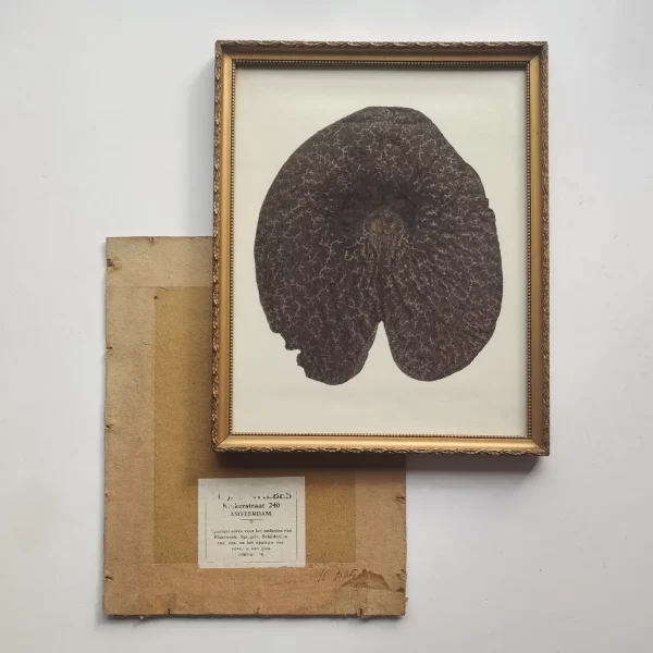 ARISTOLOCHIA (L)