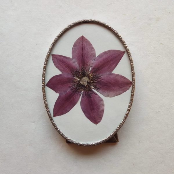 BIG CLEMATIS (M)