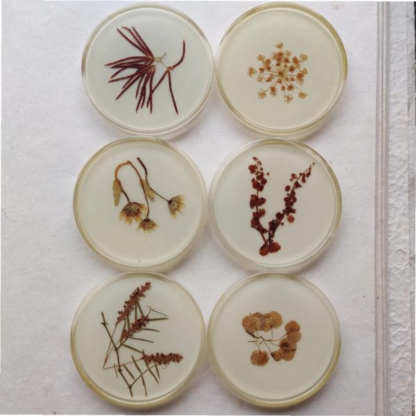 PRESSED FLOWER COASTERS - Afbeelding 2