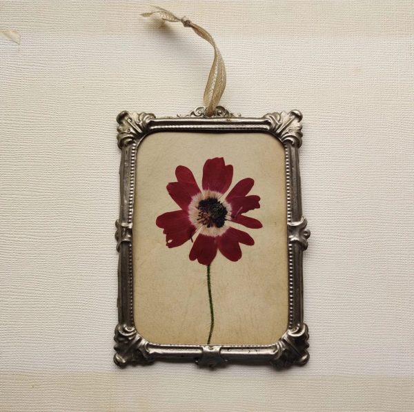 ANTIQUE ANEMONE (S)