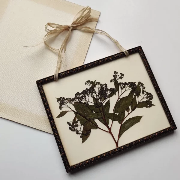 SPIREA JAPONICA (L)