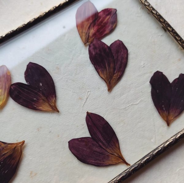 DAHLIA HEARTS (M) - Afbeelding 2