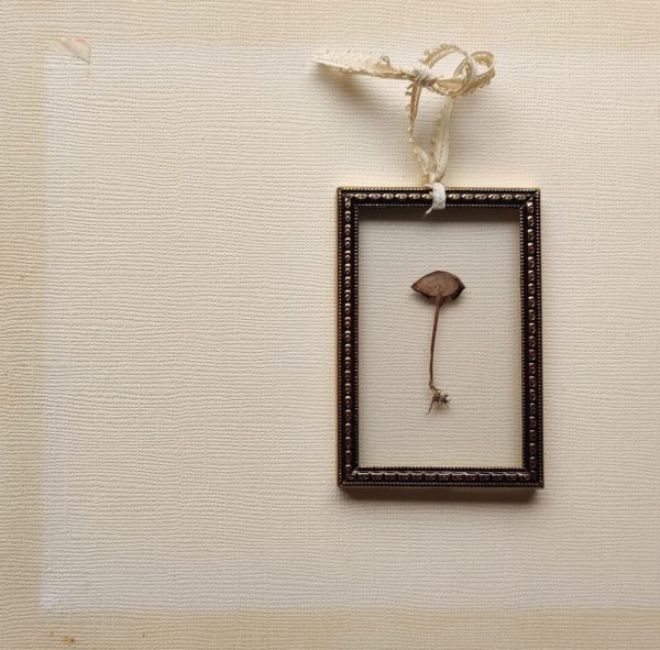 MINI MUSHROOM (XS)