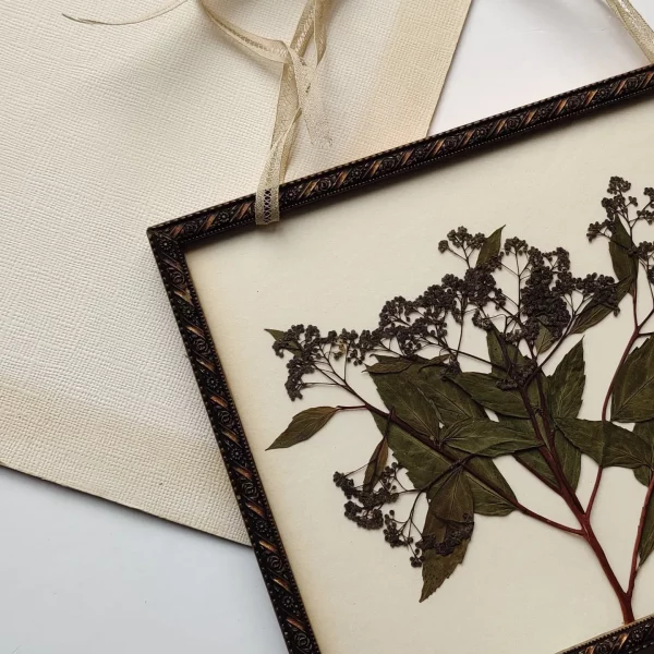 SPIREA JAPONICA (L) - Afbeelding 2