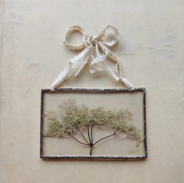 ANTIQUE ELDERFLOWER (S)