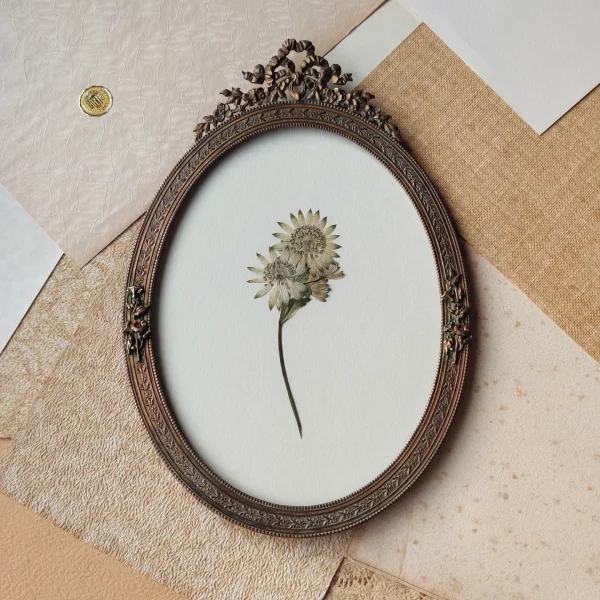ANTIQUE ASTRANTIA (M)