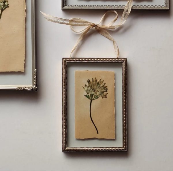 OLD PAPERS ASTRANTIA (XS)