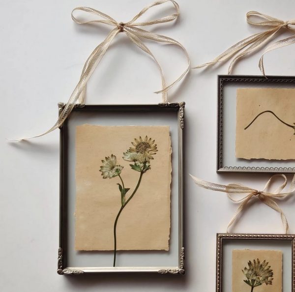 OLD PAPERS ASTRANTIA (M)