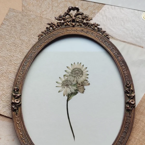 ANTIQUE ASTRANTIA (M) - Afbeelding 2