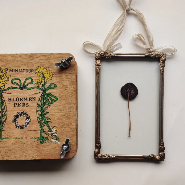 ANTIQUE MUSHROOM (S)