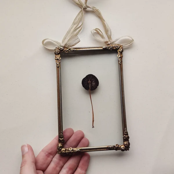 ANTIQUE MUSHROOM (S) - Afbeelding 2