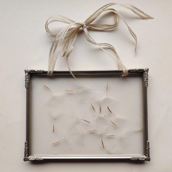 FLOATING SALSIFY