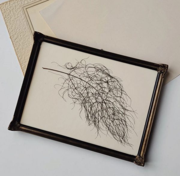 GIANT FENNEL (L)
