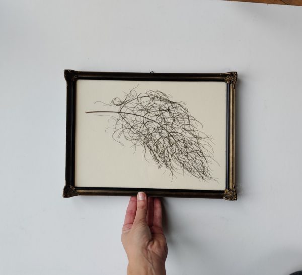 GIANT FENNEL (L) - Afbeelding 2