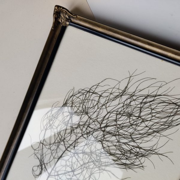GIANT FENNEL (L) - Afbeelding 3