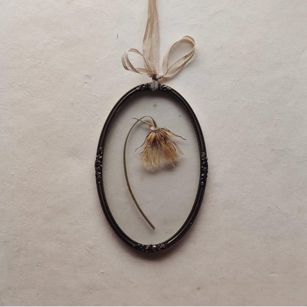 ELEGANT SALSIFY (S)